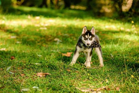 Cute Husky Puppy Playing in the Park Stock Photo - Image of cute, mouth ...