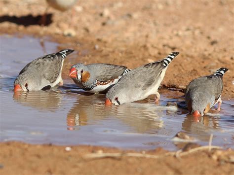 Zebra Finch Male Vs Female