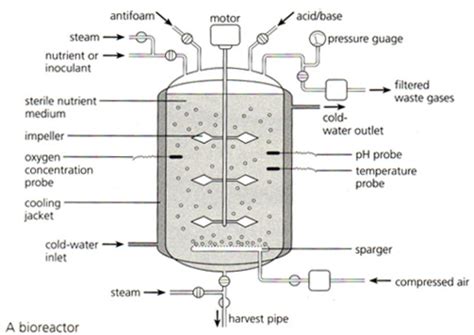 Frazer + Biology: 5.8 Fermenter