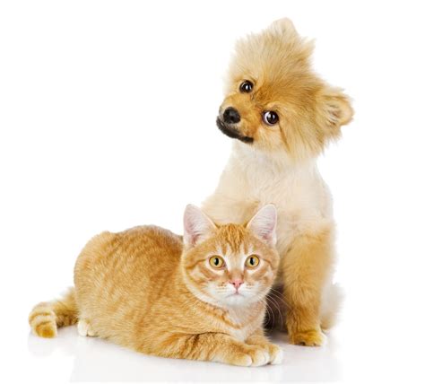 A Cat And A Dog, 43% OFF | www.idropnews.com