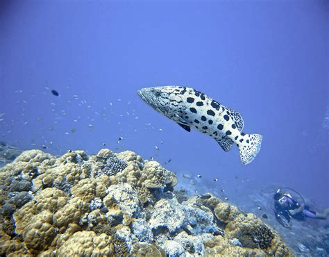 Potato Grouper and Diver | Shutterbug