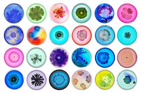 Engineered Bacteria Produce a Rainbow of Colors – Starset Society