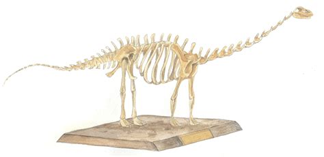 Diplodocus Skeleton by Louisetheanimator on DeviantArt