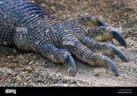 hand, animal, reptile, lizard, claw, expression, nail, leg, scratch ...