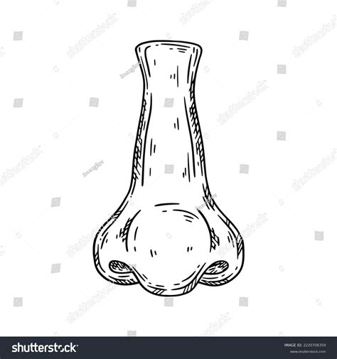 Human Nose Hand Drawn Sketch Vector Stock Vector (Royalty Free ...