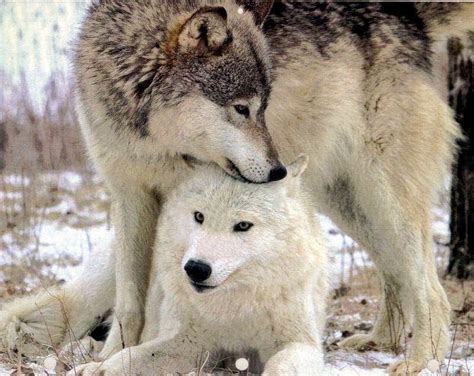 White Wolf : 15 Animal Couples That Prove True Love Exists In The Animal Kingdom