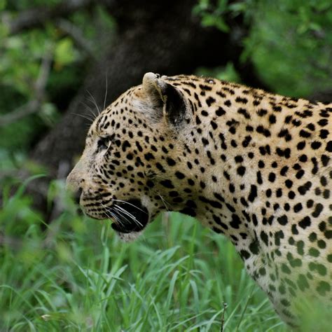 AFRICA'S BIG 5: Where to see leopard on an African safari