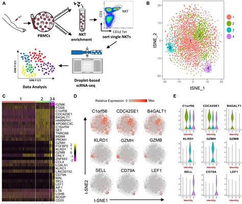 Frontiers | Single-Cell RNA-Seq Analysis Uncovers Distinct Functional Human NKT Cell Sub ...