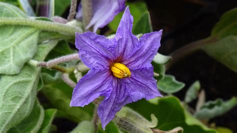 FLORAL FRIDAY FOTOS: FFF163 - EGGPLANT FLOWER