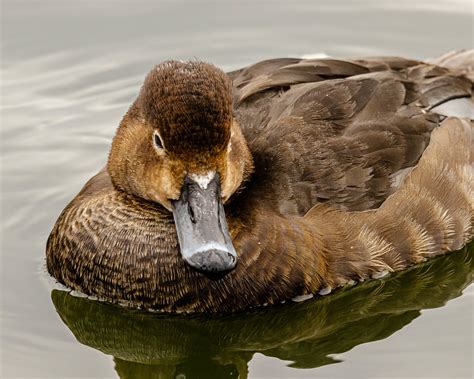 Female Redhead Duck | A Redhead duck in a pond at Reid Park … | Flickr