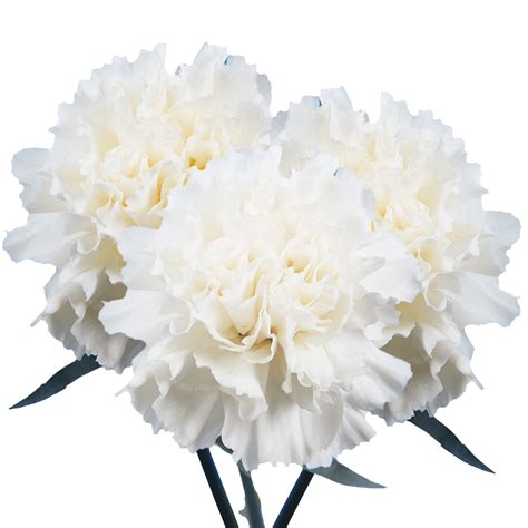 Best White Carnations | Carnations, White carnation, Carnation flower