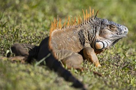 It’s so cold in Florida that iguanas fall out of trees | South China ...