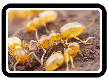 yellow-ants-framed - Get Lost Pest Control