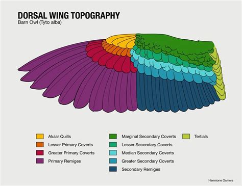 Image result for owls anatomy scientific | Wing anatomy, Wings, Science ...