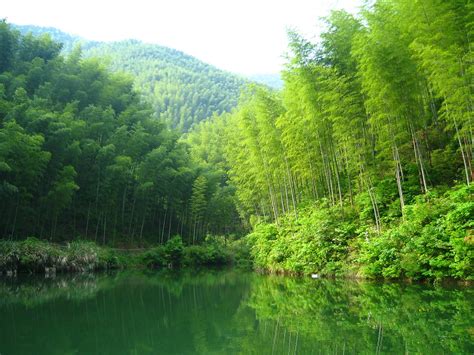 entering the bamboo forest | 'entering the bamboo forest' On… | Flickr