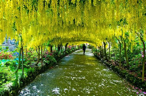 20 Magical Tree Tunnels You Should Definitely Take A Walk Through