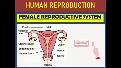 Female Reproductive System Diagram Se-6