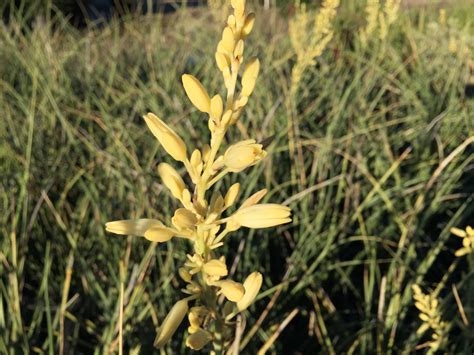 Yellow Yucca | Southwest Nursery | Wholesale Landscaping Supplies ...