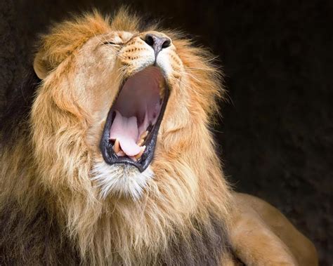 Lion Roar Wallpapers - Wallpaper Cave