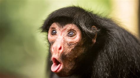 Funny Monkey Chimpanzee Face In Blur Background HD Funny Monkey ...