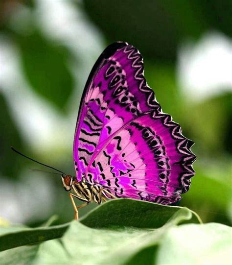 Pin von Marisol Pagan auf Pretty in pink | Schmetterling, Schmetterlingsbilder, Schöne ...