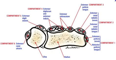 Extensor Tendon Compartments - Hand - Orthobullets