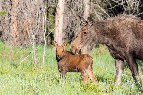 Moose calf gets a bath from mama | Tony's Takes Photography