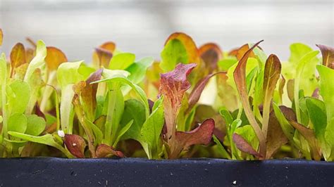 Growing Lettuce In Containers - Harvest to Table