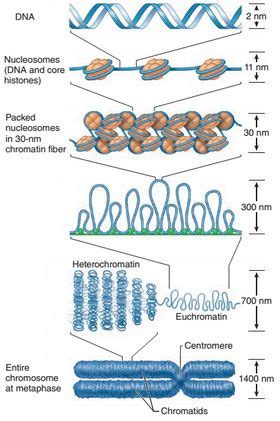 formation of metaphase chromosome | Teaching biology, Biology lessons, Science biology