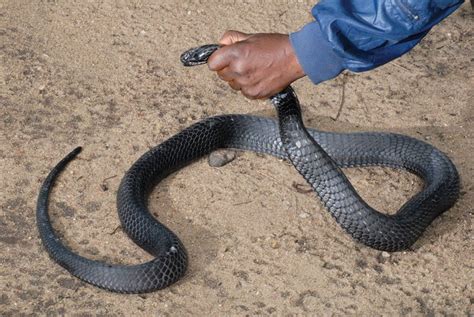 Cobra Snakes Of The Congo - Reptiles Magazine