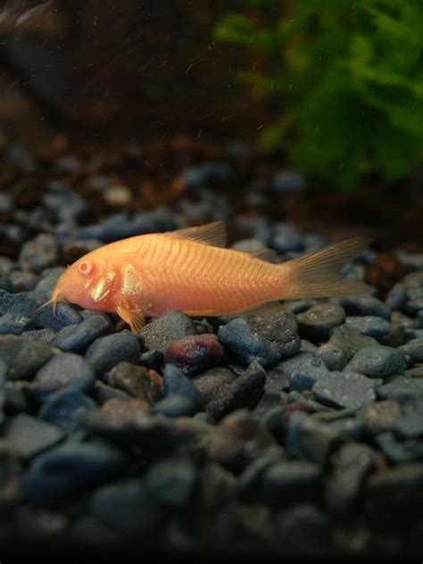 Albino Catfish Free Photo Download | FreeImages