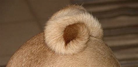 Dog Tail Types