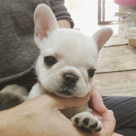 Baby Frenchie cuteness | Baby animals super cute, Fluffy animals, Cute animals