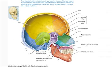 midsagittal section of skull Diagram | Quizlet