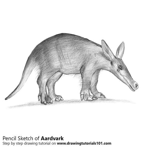 Aardvark Pencil Drawing - How to Sketch Aardvark using Pencils ...