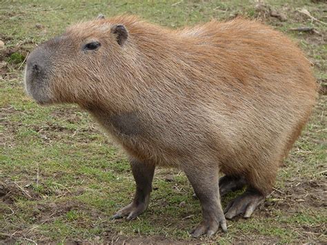 Is it a beaver without a tail? A hairy pig without a snout? No, it’s a capybara, the largest ...