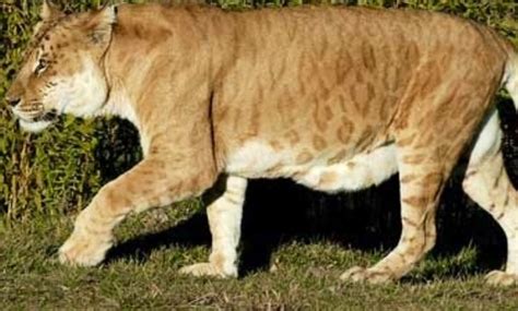 Leopon (Lion x Leopard) | Hybrid animal, Animals, Animal hybrids