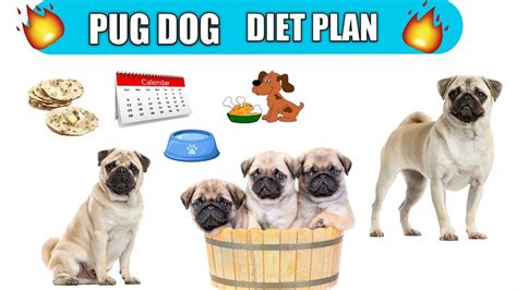 Pug Diet Plan - PrintableDietPlan.com