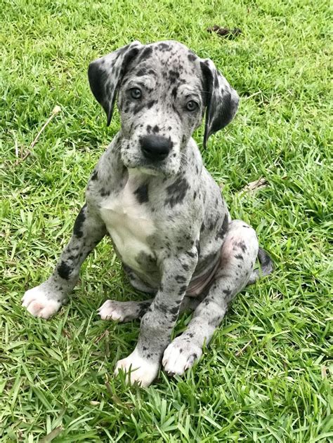 My sister got a Great Dane pup. Say hello to Quinn. https://ift.tt/2FeRsxR cute puppies cats ...