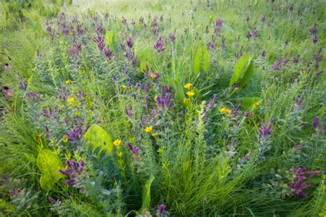 How To Turn Your Lawn Into A Wildflower Meadow (& Why You Should)