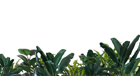 Tropical plants on transparent background. Botanical foreground. Lower frame, border. Cut out ...