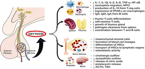 Oxytocin Hormone Function