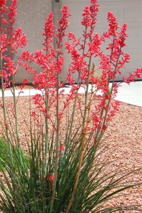 20 seeds Red Yucca Hesperaloe parviflora Hummingbird Plant Cold Hardy Zone 5 Succulent Cacti ...