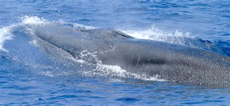 The Newly Discovered Rice's Whale | Critter Science