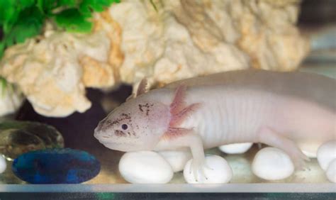 Pink Axolotl: A Beginner's Guide with Pics, Cost to Buy, and Care Info - Embora Pets