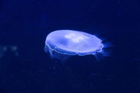 Glowing Blue Jellyfish in the Sea Stock Image - Image of blue, jellyfish: 260076151