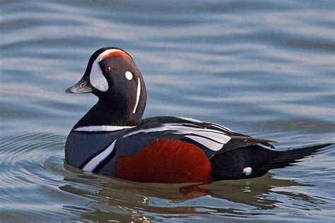 Harlequin Duck Facts, Habitat, Call, Diet, Predators, Images