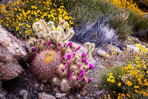 When do Cacti Bloom in Arizona? - GoSeeAZ.com