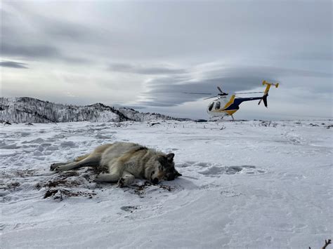 Where did the wolf pack in northwest Colorado go? Its fate remains a ...