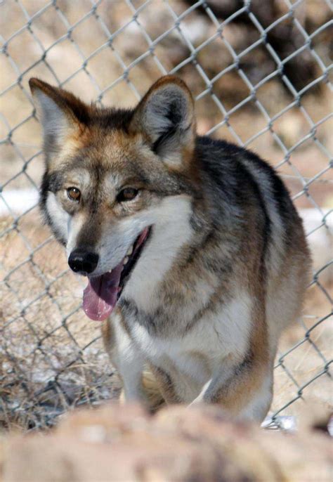 20 years later, Mexican wolf program frustrates all sides – The Durango ...